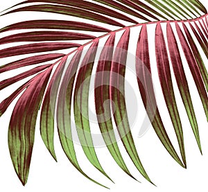 Green leaf of palm tree on white background