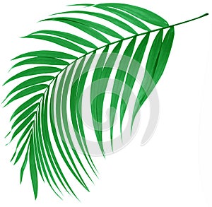 Green leaf of palm tree