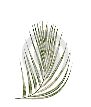 Green leaf of palm tree on white background