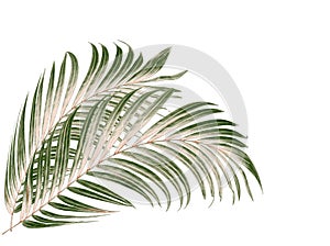 Green leaf of palm tree on white background