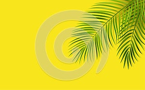 Green leaf of palm tree on yellow background