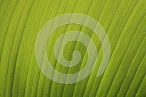 Green leaf palm close-up texture background