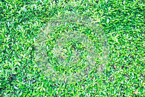 Green leaf in the park background