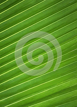 Green leaf pattern