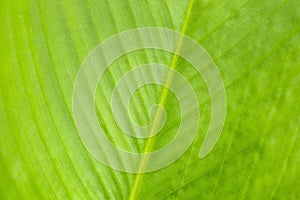 Green leaf pattern, Abstract nature background. Close-up