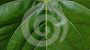 Green leaf pattern of Anthurium