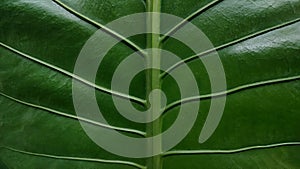 Green leaf pattern of Anthurium