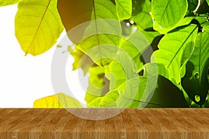 Green leaf pattern background with light and copy space from low