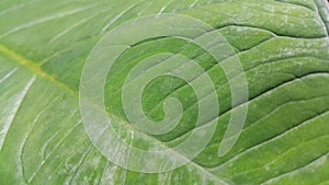 Green leaf pattern background, Natural background and wallpaper