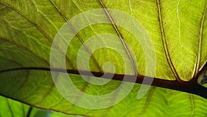 Green leaf pattern background, Natural background and wallpaper