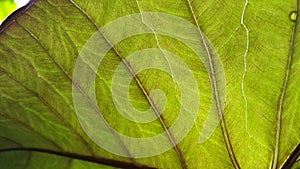 Green leaf pattern background, Natural background and wallpaper