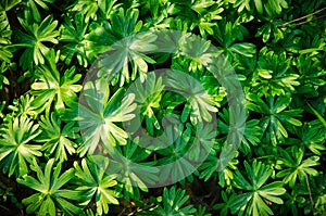 Green leaf pattern background in sun