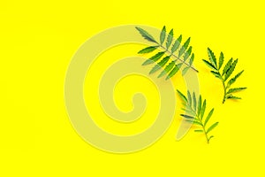 Green leaf pattern frame. Leaves branches top view