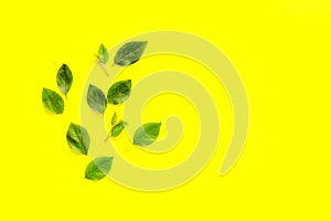 Green leaf pattern frame. Leaves branches top view