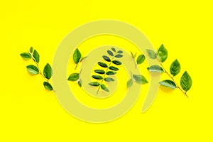 Green leaf pattern frame. Leaves branches top view