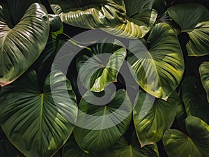 Green leaf pattern at outdoor background