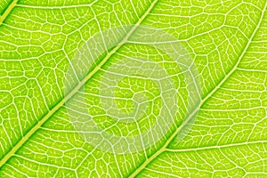 Green Leaf pattern texture background with light behind for website template, spring beauty, environment and ecology concept