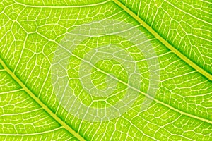 Green Leaf pattern texture background with light behind for website template, spring beauty, environment and ecology design.