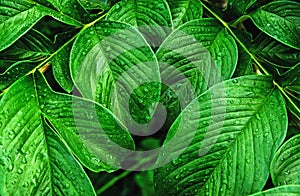 green leaf pattern and water drops for background