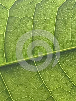 Green Leaf Patterning Background