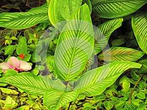 Green Leaf patterns, textures and beautiful shape of leaves