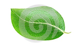 Green leaf pear isolated on white background