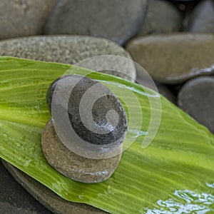 Green leaf and pebble