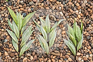 Green leaf on pebble,background