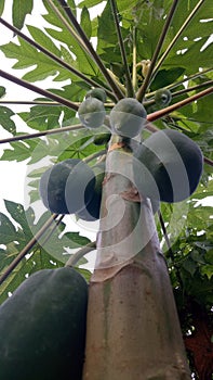 Green leaf pepaya