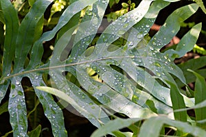 Green leaf of Phlebodium aureum with water drops