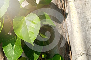 Green leaf Pho leaf, bo leaf, bothi leaf with sunlight in nature. Bo tree representing Buddhism in thailand