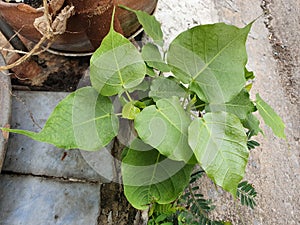 Green leaf Pho leaf, bo leaf,bothi leaf