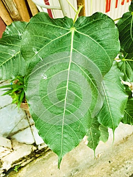 Green leaf Pho leaf, bo leaf,bothi leaf