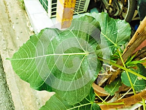 Green leaf Pho leaf, bo leaf,bothi leaf