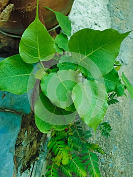 Green leaf Pho leaf, bo leaf,bothi leaf