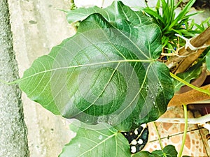 Green leaf Pho leaf, bo leaf,bothi leaf