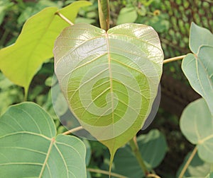 Green leaf Pho leaf, bo leaf,bothi leaf.