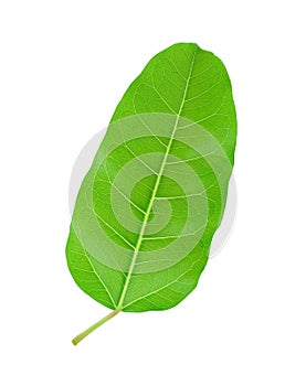 Green leaf Pho leaf, (bo leaf,bothi leaf) isolated on white