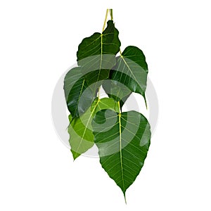 Green leaf Pho leaf, bo leaf,bothi leaf isolated on white background,