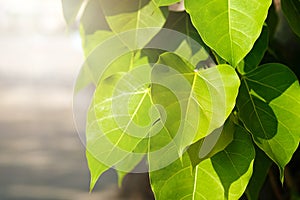 Green leaf Pho leaf, bo leaf, bothi leaf with sunlight in nature. Bo tree representing Buddhism in thailand