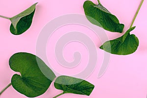 Green leaf on pink background, flat lay, top, view, punchy pastel, duo tone.