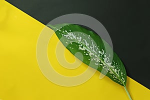 Green leaf placed on yellow and black paper