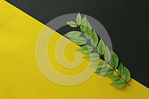 Green leaf placed on yellow and black paper background