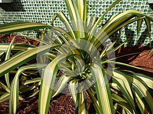 Green leaf plant, Bayside Marketplace, Miami, FL, USA