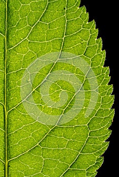 Green leaf of a plant on a black background.