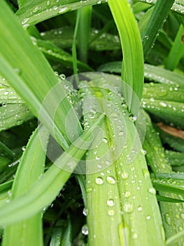 A green leaf of a plant in drops of water after rain.Closeup of rain drops on tropical leaf