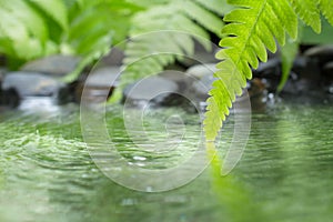 Green leaf of plant with fern and pebble on water