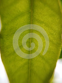 Green leaf plant flower blurred defocused background texture macro photo