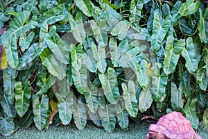 Green leaf plant garden wall background in heart shape , Philodendron burle-marxii