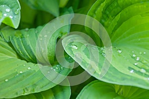 Green leaf of plant hosta with water drops